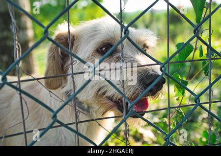 Ritratto di un cane con uno sguardo curioso. Primo piano dietro una rete. Un animale in un allevamento o in un rifugio per animali. Foto Stock