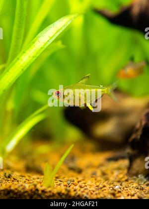 Tetra al limone (Hyphessobrycon pulchripinnis ) isolato in un serbatoio di pesce con sfondo sfocato Foto Stock