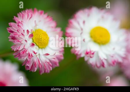 Rosa Daisy fiori primo piano vista su erba verde con fuoco selettivo e sfondo sfocato Foto Stock