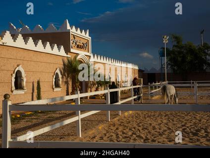 Cavallo arabo in Alhazm Stud, provincia di Najran, Khubash, Arabia Saudita Foto Stock