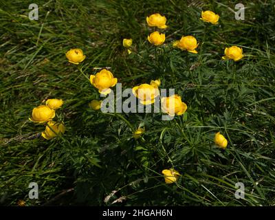 Globeflowers su un prato alpino a Oetscher in Austria, Europa Foto Stock