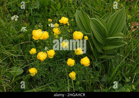 Globeflowers su un prato alpino a Oetscher in Austria, Europa Foto Stock