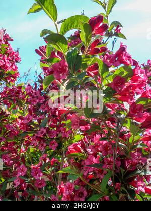 Prolifica pianta Weigela in fiore, giardino naturale / rappresentazione fiori Foto Stock