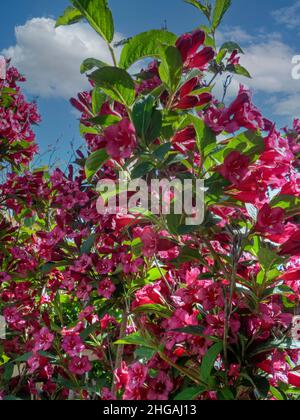 Prolifica pianta Weigela in fiore, giardino naturale / rappresentazione fiori Foto Stock