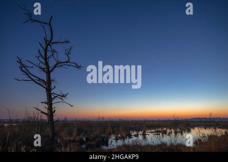 Goldenstedt Moor, tramonto, prime stelle nel cielo, vecchia quercia ai margini di un corpo d'acqua, bassa Sassonia, Germania Foto Stock