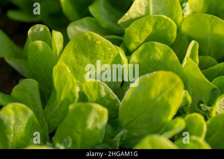 Foglie di lattuga biologica del bambino nella serra. Particolare di giovani pianta coltivati in casa con gelo su di loro in primavera. Foto Stock