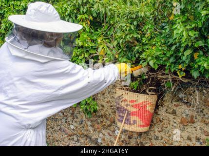 Regno Unito, Inghilterra, Kent. Un apicoltore che raccoglie uno sciame di api da miele che hanno lasciato l'alveare e si sono sistemati su un muro. Foto Stock