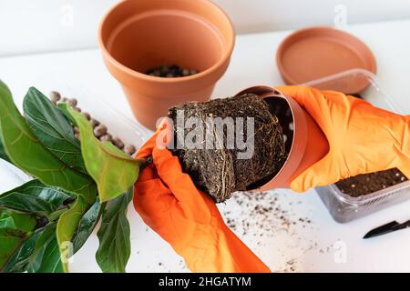 Il processo di trapiantare un flowerpot-ficus lyrata. Mani in attesa di un trapianto di ficus. Vaso casa pianta ficus lirata. Giardinaggio domestico. Piante che un Foto Stock