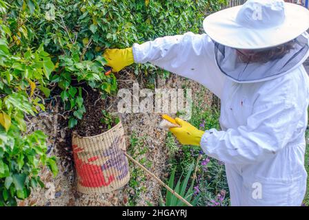Regno Unito, Inghilterra, Kent. Un apicoltore che raccoglie uno sciame di api da miele che hanno lasciato l'alveare e si sono sistemati su un muro. Foto Stock