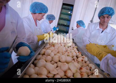 Prossedi (LT), Italia 02/08/2007: I lavoratori temporanei preparano semilavorati in un'azienda agroalimentare. ©Andrea Sabbadini Foto Stock