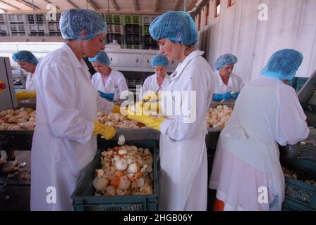 Prossedi (LT), Italia 02/08/2007: I lavoratori temporanei preparano semilavorati in un'azienda agroalimentare. ©Andrea Sabbadini Foto Stock