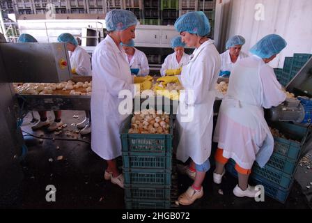 Prossedi (LT), Italia 02/08/2007: I lavoratori temporanei preparano semilavorati in un'azienda agroalimentare. ©Andrea Sabbadini Foto Stock