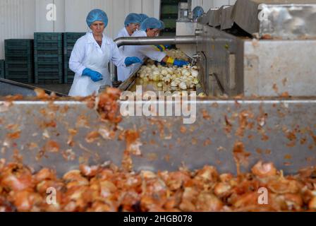 Prossedi (LT), Italia 02/08/2007: I lavoratori temporanei preparano semilavorati in un'azienda agroalimentare. ©Andrea Sabbadini Foto Stock