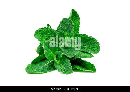 Pacchetto di foglie di menta fresca. Mazzo di menta verde isolato su sfondo bianco. Parte del set. Foto Stock