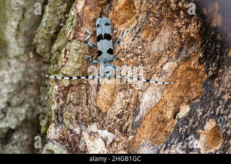 Immagine ravvicinata del Longicorno alpino, un coleottero blu con macchie nere, che scende su un faggeto con legno marrone e corteccia grigia. Foto Stock