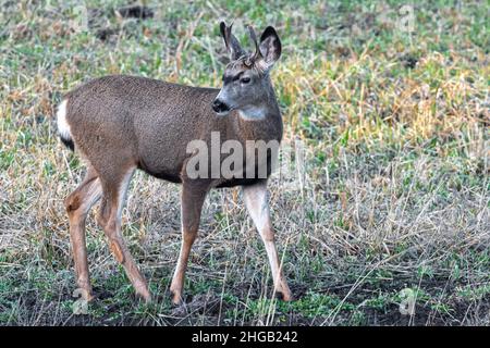 Mulo cervo (Odocoileus hemionus) Buck Foto Stock