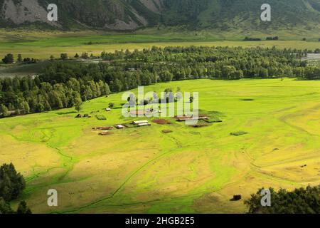 Un'enorme glade con il fiume Chulyshman e gli alberi nel tratto Akkurum ad Altai in estate, ci sono edifici rurali nel prato, soleggiato Foto Stock