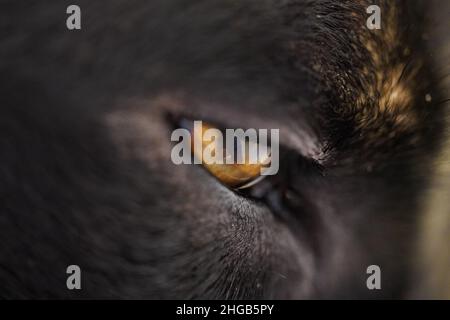 Primo piano dell'occhio di Labrador nero Foto Stock