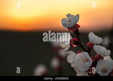 Primo piano di una fioritura di frutta rossa bianca nel crepuscolo arancione sul lato destro dell'immagine. Nel terzo superiore dell'immagine il cielo arancione e sotto il Th Foto Stock