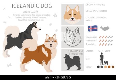 Clitpart islandese per cani. Pose diverse, colori del cappotto impostati. Illustrazione vettoriale Illustrazione Vettoriale