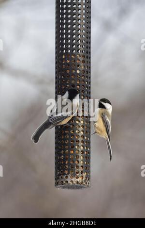 Nero-capped Luisa (Poecile atricapillus) a alimentatore in inverno Foto Stock