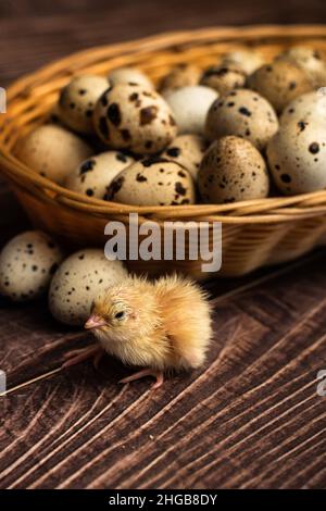 Pollo su uova di quaglia. Sfondo rustico. Foto Stock