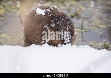 Il muskrat (Ondetra zibethicus) in inverno Foto Stock