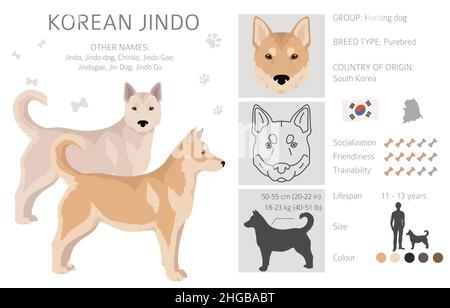 Clitpart Jindo coreano. Pose diverse, colori del cappotto impostati. Illustrazione vettoriale Illustrazione Vettoriale