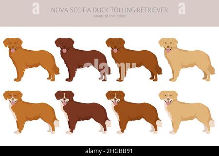 Nuova scotia anatra rolling ritarpione. Pose diverse, colori del cappotto impostati. Illustrazione vettoriale Illustrazione Vettoriale