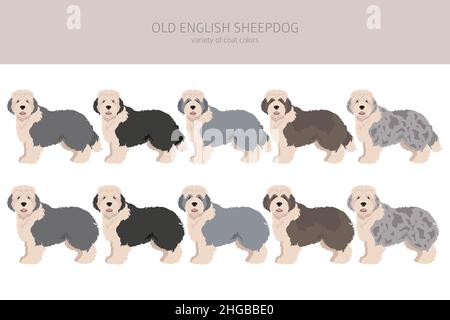 Vecchio clipart inglese di cane da pecora. Pose diverse, colori del cappotto impostati. Illustrazione vettoriale Illustrazione Vettoriale