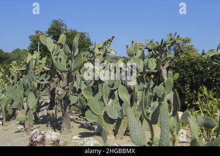 Cactus nel giardino botanico di balchik, Bulgaria. Foto Stock