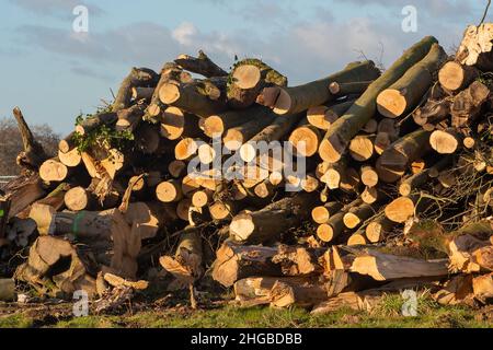 Wendover, Aylesbury, Buckinghamshire, Regno Unito. 19th Gennaio 2022. Un enorme mucchio di alberi abbattuti entro il HS2. I controversi progetti ferroviari ad alta velocità hanno un impatto devastante sulla campagna e sulla fauna selvatica intorno a Wendover. Credit: Maureen McLean/Alamy Foto Stock