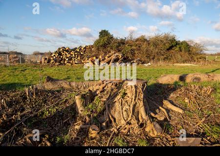 Wendover, Aylesbury, Buckinghamshire, Regno Unito. 19th Gennaio 2022. Un enorme mucchio di alberi e siepi abbattuti entro il HS2. I controversi progetti ferroviari ad alta velocità hanno un impatto devastante sulla campagna e sulla fauna selvatica intorno a Wendover. Credit: Maureen McLean/Alamy Foto Stock