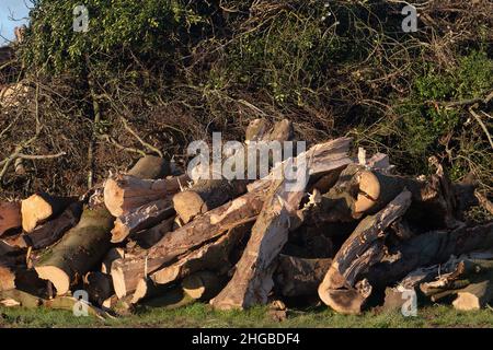 Wendover, Aylesbury, Buckinghamshire, Regno Unito. 19th Gennaio 2022. Un enorme mucchio di alberi e siepi abbattuti entro il HS2. I controversi progetti ferroviari ad alta velocità hanno un impatto devastante sulla campagna e sulla fauna selvatica intorno a Wendover. Credit: Maureen McLean/Alamy Foto Stock