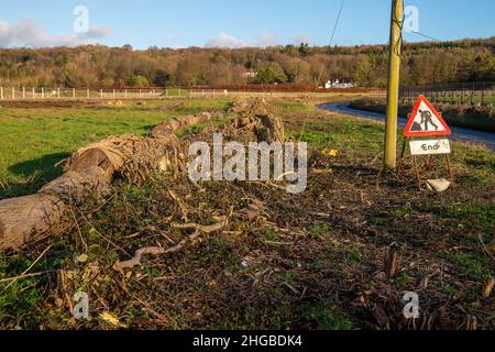 Wendover, Aylesbury, Buckinghamshire, Regno Unito. 19th Gennaio 2022. Una volta bella strada alberata e fiancheggiata da siepi di campagna, è ora un tunnel del vento come HS2 hanno distrutto enormi quantità di alberi e siepi come parte della costruzione di High Speed Rail. Credit: Maureen McLean/Alamy Foto Stock