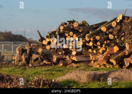 Wendover, Aylesbury, Buckinghamshire, Regno Unito. 19th Gennaio 2022. I resti di bosco abbattuti dal HS2. I controversi progetti ferroviari ad alta velocità hanno un impatto devastante sulla campagna e sulla fauna selvatica intorno a Wendover. Credit: Maureen McLean/Alamy Foto Stock