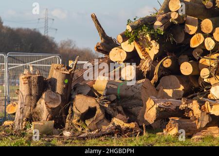 Wendover, Aylesbury, Buckinghamshire, Regno Unito. 19th Gennaio 2022. I resti di bosco abbattuti dal HS2. I controversi progetti ferroviari ad alta velocità hanno un impatto devastante sulla campagna e sulla fauna selvatica intorno a Wendover. Credit: Maureen McLean/Alamy Foto Stock