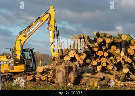 Wendover, Aylesbury, Buckinghamshire, Regno Unito. 19th Gennaio 2022. I resti di bosco abbattuti dal HS2. I controversi progetti ferroviari ad alta velocità hanno un impatto devastante sulla campagna e sulla fauna selvatica intorno a Wendover. Credit: Maureen McLean/Alamy Foto Stock