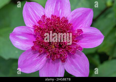 Primo piano di un blu bayou dahlia in fiore Foto Stock