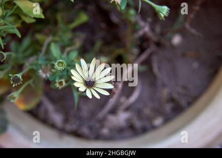 Isolato Dimorphotheca ecklonis o Osteospermum o africano Daisy fiore in una pentola in un giardino. Orizzontale Foto Stock