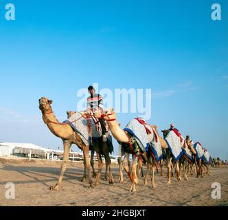 Cammelli arabi in Camel Racing Training Track - Shahanya Doha - QATAR Foto Stock