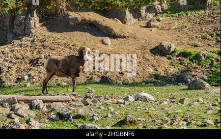 Bella montagna rocciosa bighorn montone di pecora in habitat naturale. Foto Stock