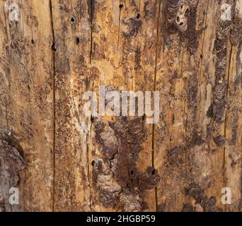 Moncone di albero tagliato ed essiccato, concetto di tessitura del legno, macro dettagliata Foto Stock