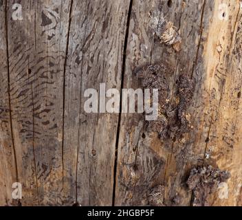 Moncone di albero tagliato ed essiccato, concetto di tessitura del legno, macro dettagliata Foto Stock