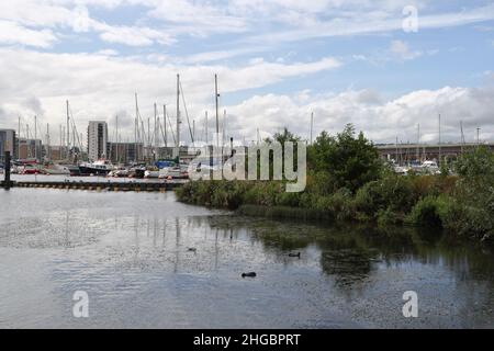 Bordo della riserva delle zone umide della baia di Cardiff, Galles UK, Marina della baia di Cardiff. Hotspot biodiversità Foto Stock