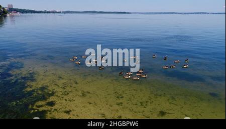 Vista aerea delle oche canadesi galleggianti sulle acque calme in una giornata luminosa e soleggiata, vicino alla costa del lago Mendota, Madison, Wisconsin, USA Foto Stock