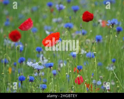 La sommita' di colori luminosi, tra cui rosso vivo di papaveri da campo e blu di fiori di mais in un prato seminato di 'fiori selvatici' in Perthshire, Scozia, Regno Unito Foto Stock