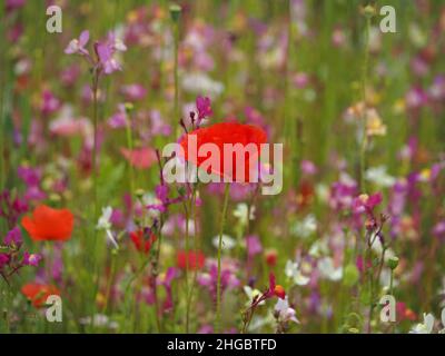 Colori brillanti, tra cui rosso vivo di papaveri da campo, rosa, viola e bianco in un prato seminato di 'fiori selvatici' nel Perthshire, Scozia, Regno Unito Foto Stock