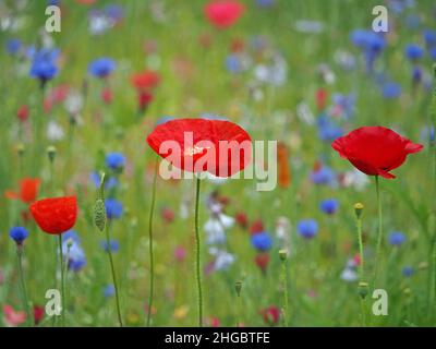 La sommita' di colori luminosi, tra cui rosso vivo di papaveri da campo e blu di fiori di mais in un prato seminato di 'fiori selvatici' in Perthshire, Scozia, Regno Unito Foto Stock