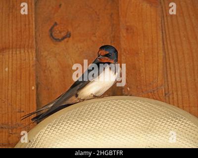 Maschio Barn Swallow (Hirundo rustica), appollaiato su diffusore leggero in legno edificio nel Perthshire, Scozia, Regno Unito Foto Stock